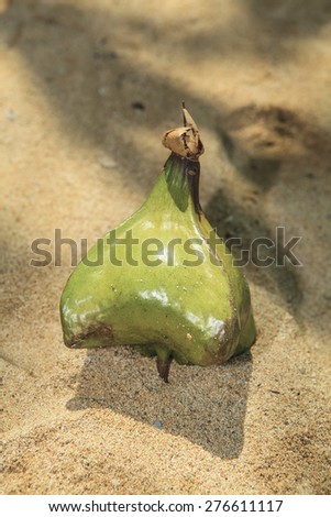 Sea Poison Tree or Fruits Barringtonia (L.Barringtonia Asiatic)