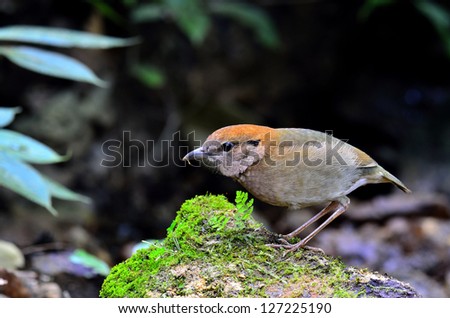 Rusty-naped Pitta is one of the most wanted bird in Thailand, Pitta oatesi, bird