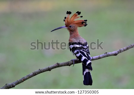 Eurasian Hoopoe or Common Hoopoe is the best bird in Thailand