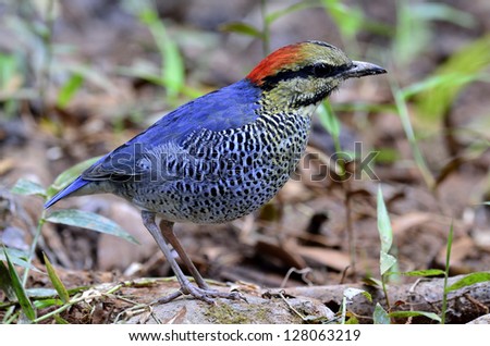A full and clear details of Blue Pitta in the full frame