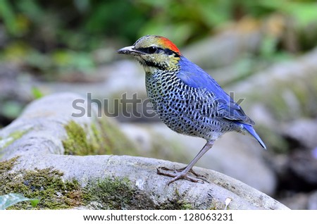 The best shot of Blue Pitta ever taken with nice composition