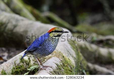 The best shot of Blue Pitta in the wild