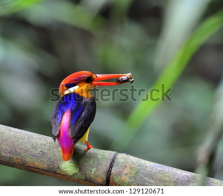 A Black-backed Kingfisher with meals in the lips for its chick, three-toed Kingfisher, Ceyx erithaca, bird