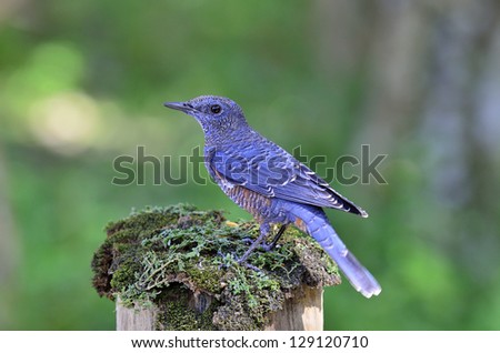 Blue rock thrush, monticola solitarius, perching on the log with worm meal