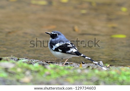 A very nice post of Slaty-backed Forktail with a clear detail of its back