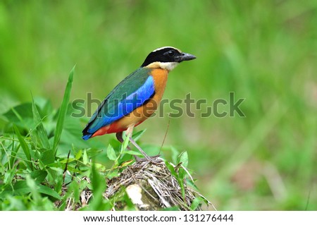Blue-winged Pitta standing on grass rock with green background, bird