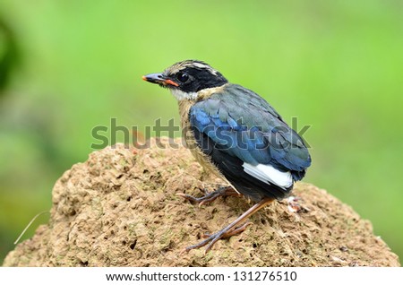 Blue-winged Pitta standing on the rock with nice details of all feathers