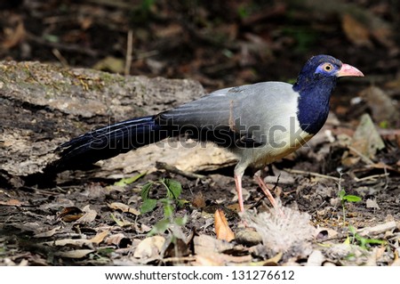 Coral-billed Ground Cuckoo standing in the most lighting effects