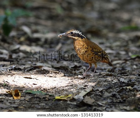 Eared Pitta collecting worms in the best lighting on the ground