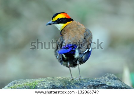 Banded pitta is acting as a star in the morning with pop up hair do, bird, pitta guajana