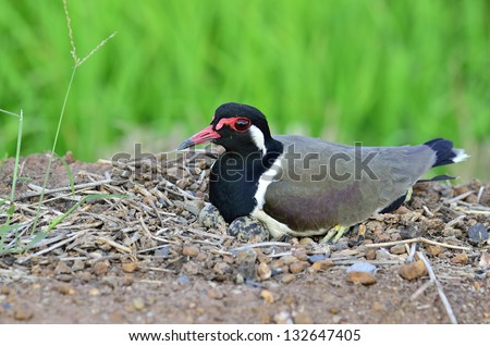 Red-wattled Lapwing hatching eggs in the opened nest, Vanellus indicus, bird best photo