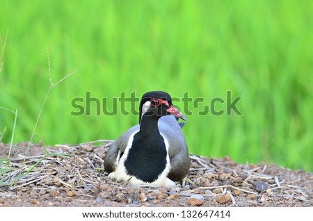 Red-wattled Lapwing hatching eggs in the opened nest in calm moment, Vanellus indicus, bird best photo