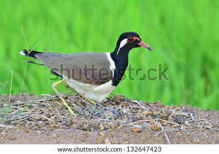 Red-wattled Lapwing hatching eggs in the opened nest, Vanellus indicus, bird of Thailand