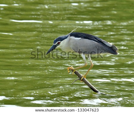 Black-crowned Night Heron patience on low stick fishing for fish in the pond, nycticorax