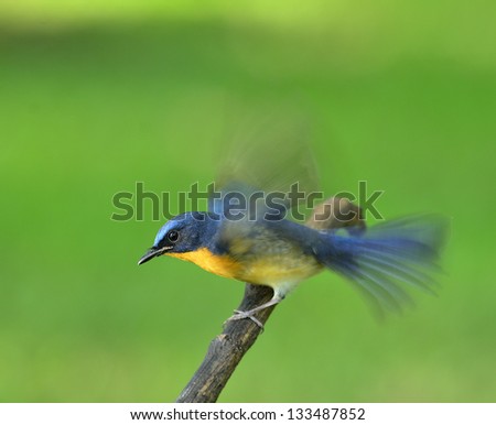 Bird, Hill Blue Flycatcher, cyornis banyumas, about to fly with moving wings and tail, flying