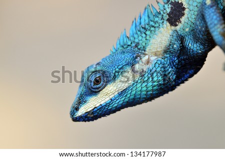 Blue Lizard, green lizard, monster, tree lizard with big eyes in closed up details, like small reptile with nice details on its painted body
