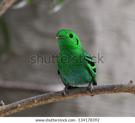 Green Broadbill, bird in vivid green color, calptomena viridis, bird with nice sound