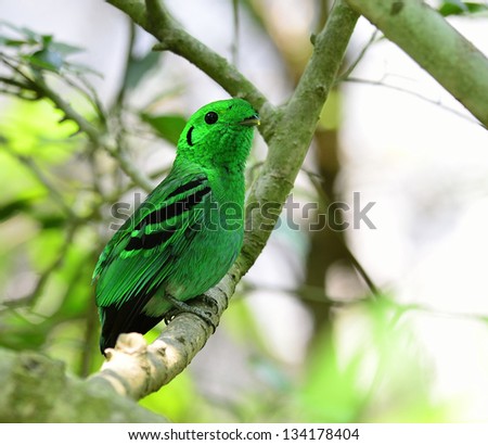 Green Broadbill, bird in vivid green color looks as leafs, calptomena viridis, bird of Thailand and asia