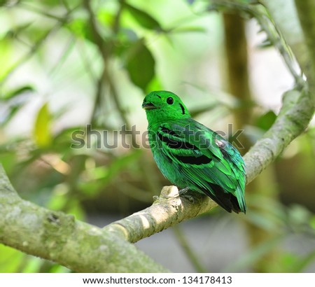 Green Broadbill, bird in vivid green color, calptomena viridis, bird of Thailand and asia