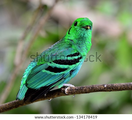 Green Broadbill, bird in vivid green color looks as leafs, calptomena viridis, great bird of Thailand and asia