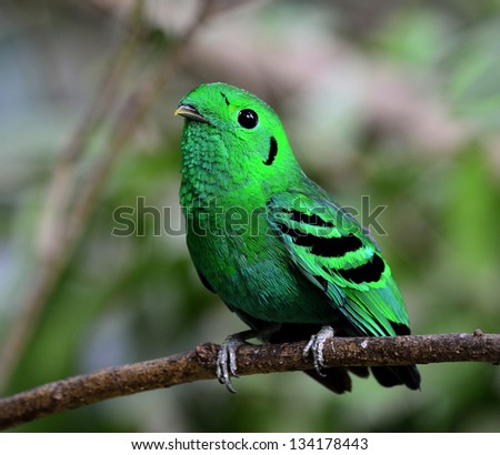 Green Broadbill, bird in vivid green color, calptomena viridis, bird