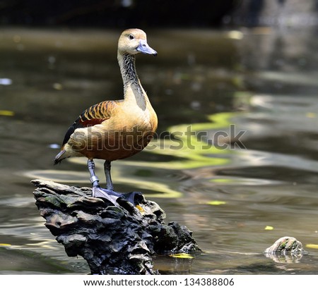 Lesser Whistling-duck, Dendrocygna javanica, Bird of Thailand, bird