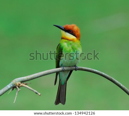 Chestnut-headed bee-eater, orange-headed bee-eater, merops leschenaulti, bird,