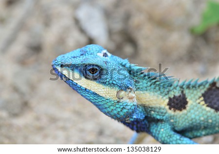 Blue and brown lizard (lacerta viridis), beautiful eyes closed up colorful