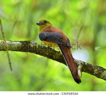 Male of Orange-breasted Trogon perching on the branch with nice back details and clear background, bird in nature, Harpactes oreskios