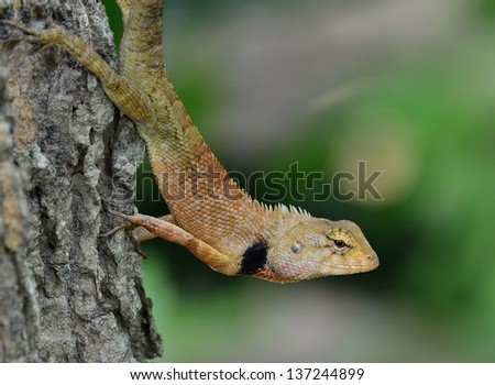 Brown lizard (lacerta viridis), tree lizard, details of lizard skin stick on the tree