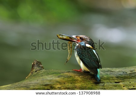 Blue-banded Kingfisher, alcedo euryzona, carrying frog in mouth to feed its chicks, standing on the log beside the flowing stream as blur background, bird, best shot of Blue-banded Kingfisher