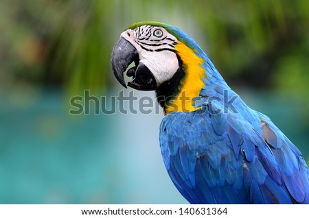 Closeup of blue and yellow macaw with nice compose and details, macaw bird, blue-and-yellow macaw
