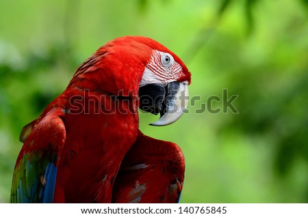 Green-winged Macaw with funny action, red green blue macaw bird