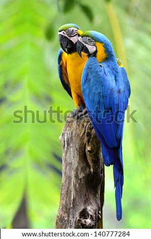 Sweet pair of Blue and Yellow Macaw perching on the same tree with nice background, pet and wild bird