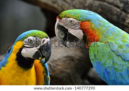 A pair of Blue-and-yellow and Hariquin Macaw facing each other with lovely action, macaw bird