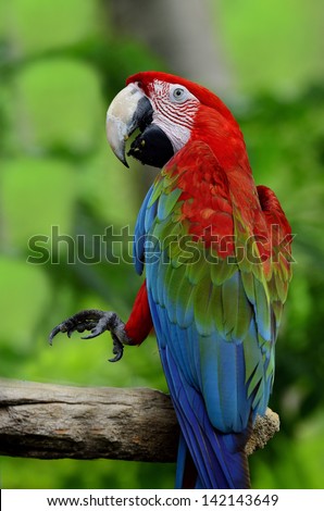 Green-winged macaw, green wing macaw, lifts his leg in action
