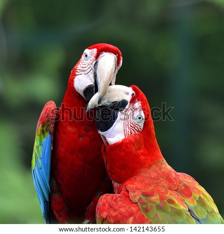 Best of kissing sweet macaw, green-winged macaw, red green blue macaw, green wings macaw, red macaw
