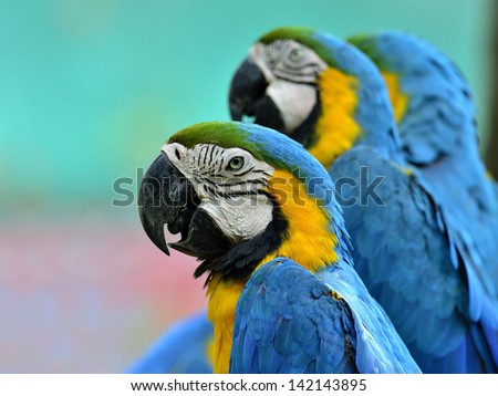 Portrait of 3 Blue and Yellow macaw, blue and golden macaw, macaw bird in nice portrait shot