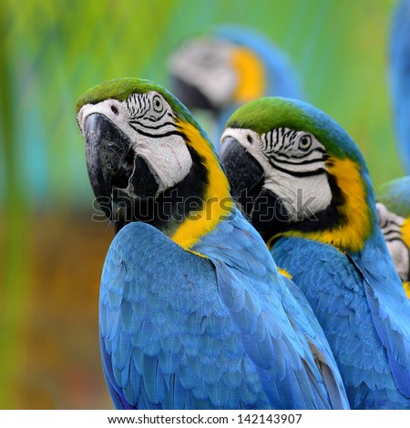 Portrait of Blue and Yellow macaw, blue and golden macaw, bird