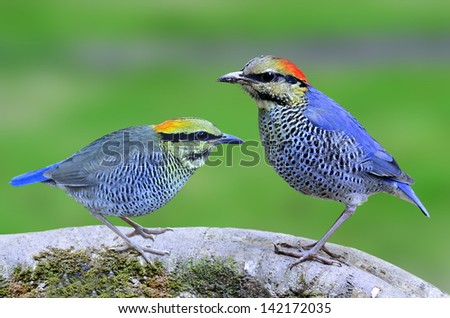 Both Male and Female of Blue Pitta standing on the tree root with blur green background, showing different pale colors on their feathers