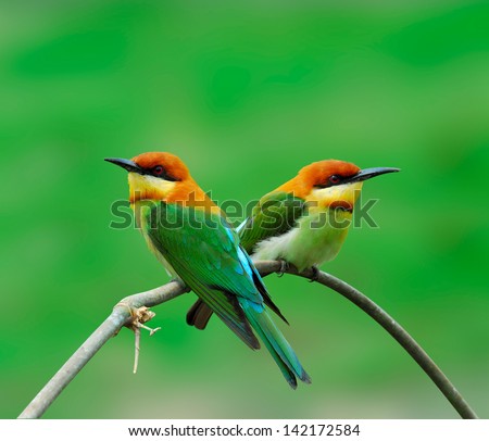 Chestnut-headed bee-eater, orange-headed bee-eater, merops leschenaulti, bird, a sweet pair of bee-eater on nice bamboo branch and green background