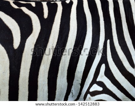 seamless zebra skin stripes pattern as texture and background with unique style