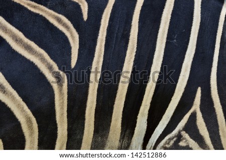 Seamless brown and black zebra stripes skin in individual pattern and texture
