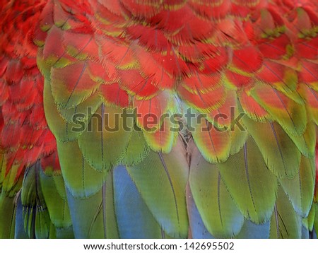 Feather of macaw, green-winged macaw, red green blue macaw feathers, Macaw feather texture