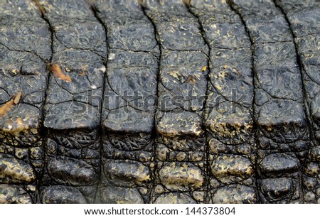 Details of crocodile upper tail skin