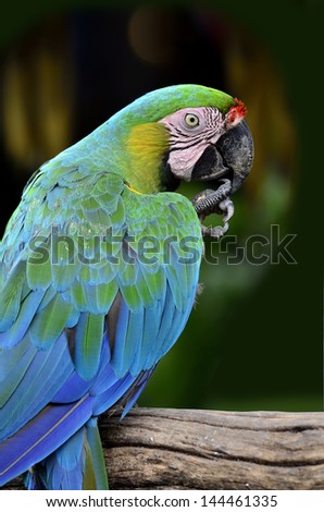 Back feather details of green macaw or Buffon\'s Macaw with lovely actions