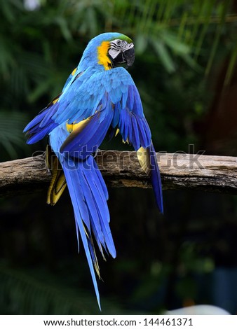 Blue and gold Macaw feather stretches its wings with lovely actions