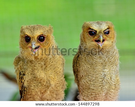 Couple of young brown owl with sleepy eyes
