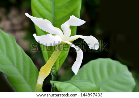 Cape gardenia, White Gardenia flower, Cape Jasmine  or Gardenia jasminoides
