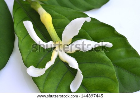 White Gardenia flower, Cape Jasmine  or Gardenia jasminoides